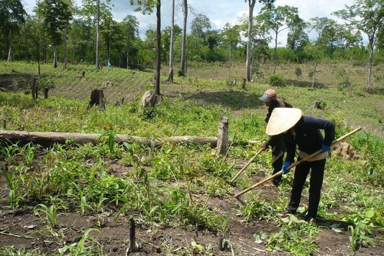 Diện Tích Đất Lâm Nghiệp Do Hộ Gia Đình, Cá Nhân Trong Nước Quản Lý Gần 3,2 Triệu Ha